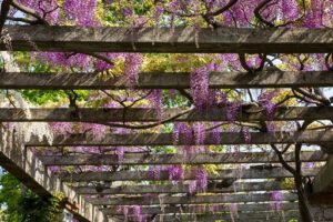 Pergola with Flowering Vines Newton Deck Builder